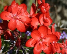 Schizostylus coccinea - Abriachan Nurseries